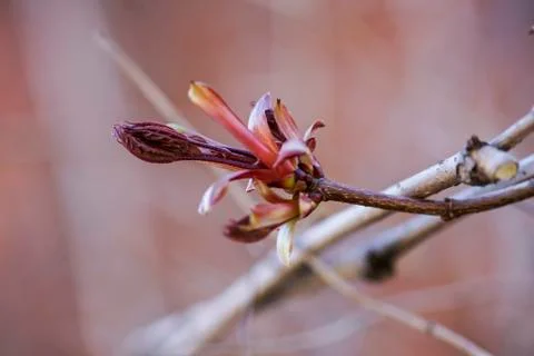The bloom of the maple kidney Stock Photos