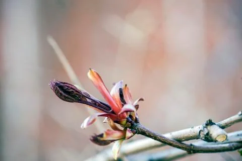 The bloom of the maple kidney Stock Photos