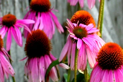 Bloom Midst Cone Flowers Stock Footage 215645