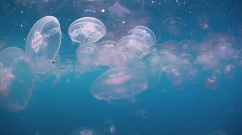 Bloom of Moon Jellyfish Stock Footage 49862385