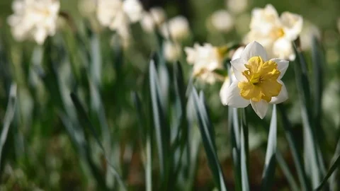 Bloom of narcissus Stock Footage 72730845