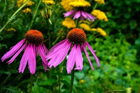 Bloom in nature echinacea purpurea. Stock Photos