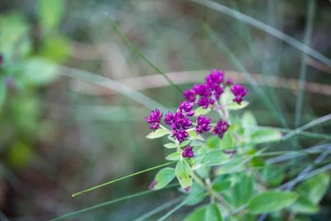 Bloom of oregano Stock Photos