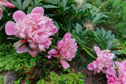 Bloom of peony Fotos de archivo