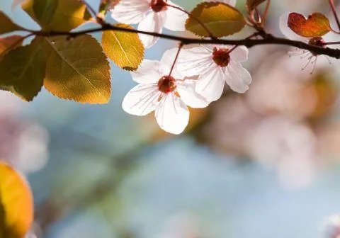 In bloom. Foto stock