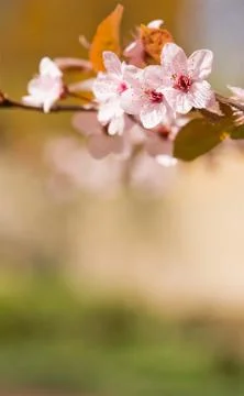 In bloom. Stock Photos