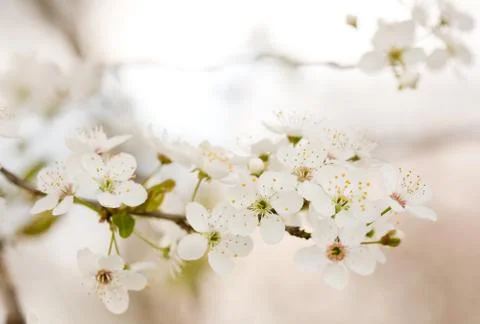 In bloom. Stock Photos