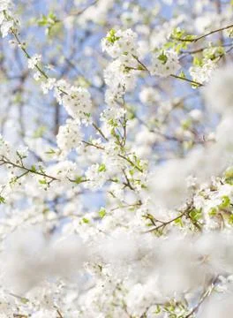 In bloom. Stock Photos