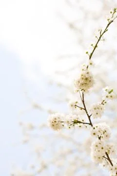 In bloom. Foto stock