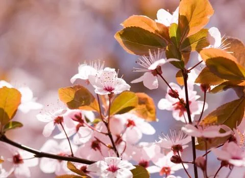 In bloom. Foto stock