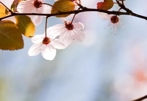 In bloom. Stock Photos