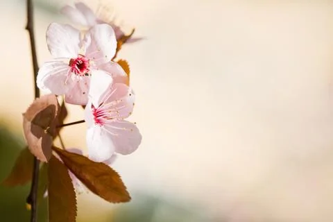 In bloom. Stock Photos