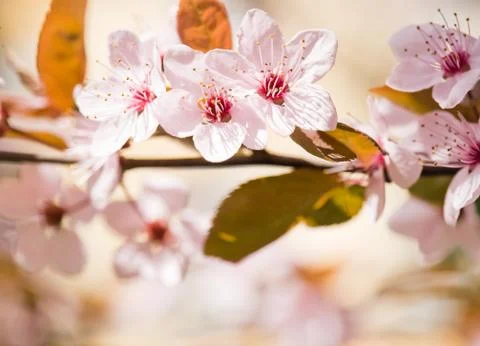 In bloom. Foto stock