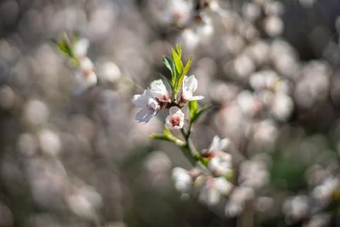 Bloom Stock Photos