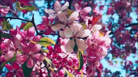 Bloom pink cherry blossoms tree Stock Footage 288005580