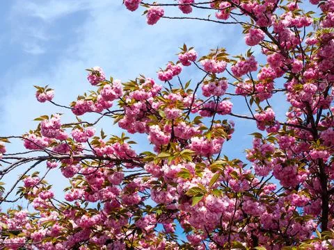 Bloom of pink flowers in  springtime Stock Photos