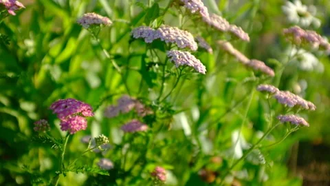 Bloom pink yarrow sways in the wind on a rural field in summer. Pink yarrow Stock Footage 162894341