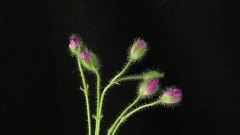 Bloom purple flowers Stock Footage 89757241