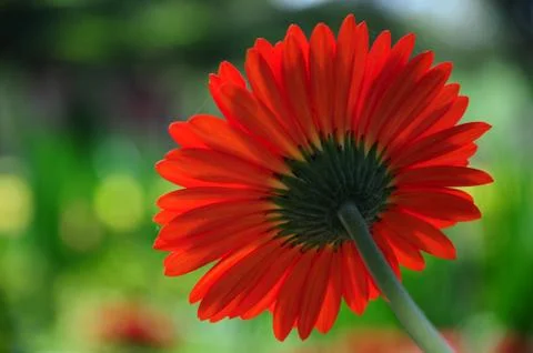 Bloom red flower Stock Photos