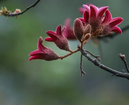 Bloom on a Red Silk Cotton Tree Foto stock
