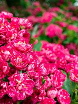 Bloom of Rose Fotos de archivo