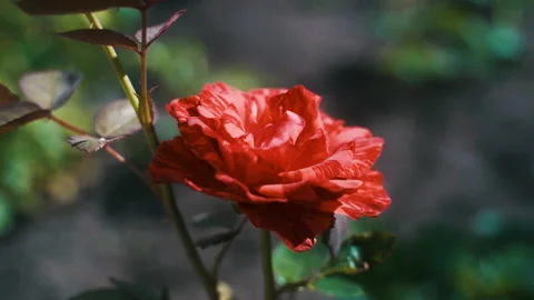 The bloom of the rose is red. Floriculture, nature. A summer day in the garden. Stock Footage 231822260