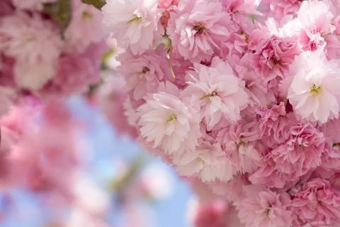 Bloom sakura or cherry tree, close up. Close up, macro photo. Stock Photos