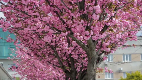 Bloom of sakura trees Stock Footage 113155242