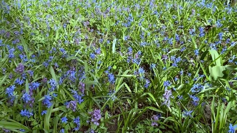 Bloom of scilla siberica squill during springtime in the rays of the bright sun Stock Footage 238869124