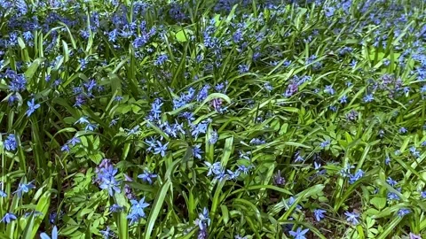 Bloom of scilla siberica squill during springtime in the rays of the bright sun Stock Footage 238869180