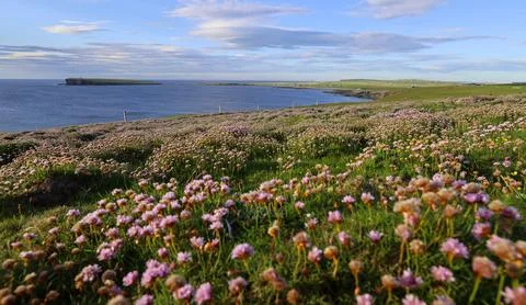 A bloom of seapinks over looking the brough of birsay Stock Photos