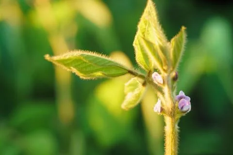 Bloom of soy macro Stock Photos