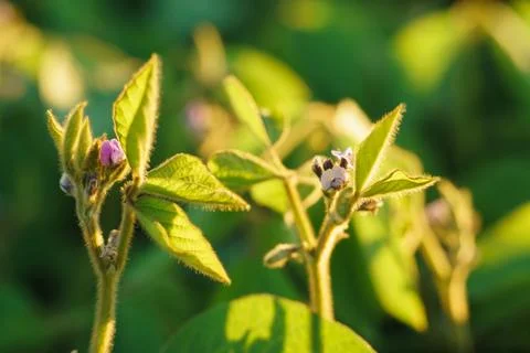 Bloom of soy macro Stock Photos