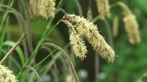 Bloom spikes of Carex pendula or Hanging sedge - close up Stock Footage 47010879