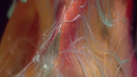 Bloom splash blend ink fluid fume flower tulip art Stock Footage 339771449
