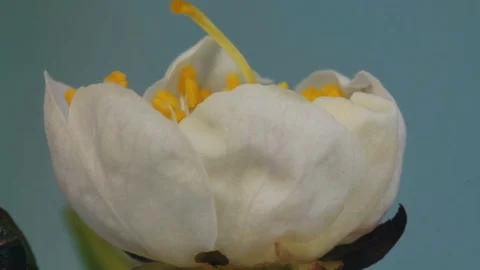 Bloom of spring flower Stock Footage 76247356