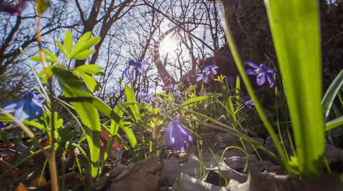 Bloom Is In Spring Forest Stock Footage 36713633