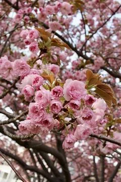 Bloom in the spring Stockfoto's