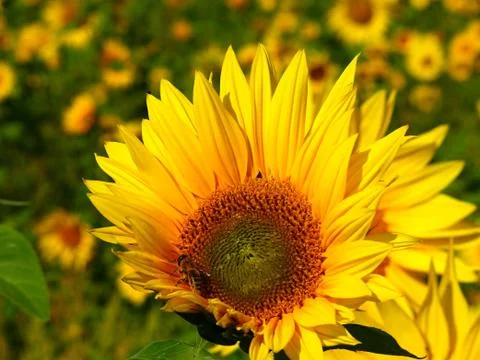 Bloom of sunflower Stock Photos