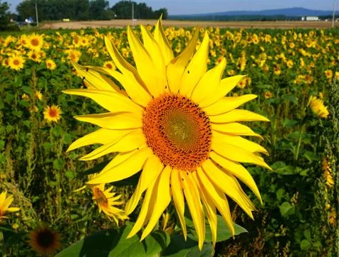 Bloom of sunflower  Stock Photos