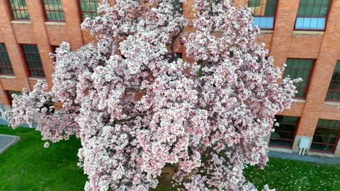 The Bloom - Syracuse, NY Stock Footage 336597566