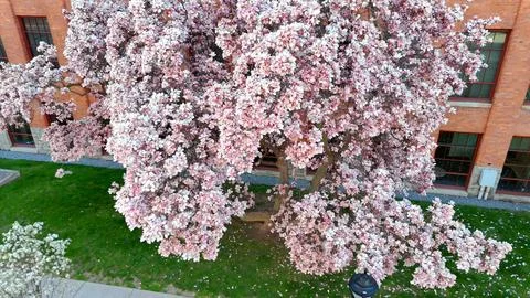 Bloom - Syracuse, NY Stock-Fotos