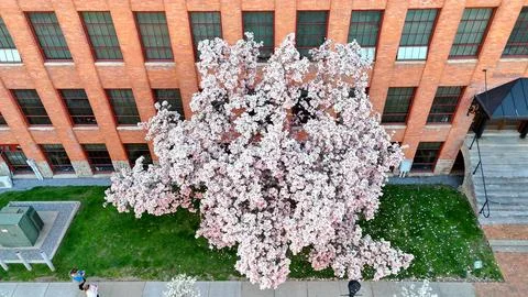 As the Bloom - Syracuse, NY Foto stock