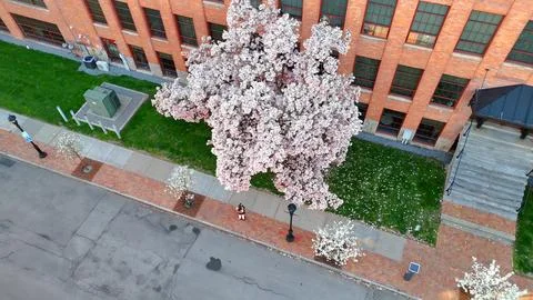 As the Bloom - Syracuse, NY Foto stock