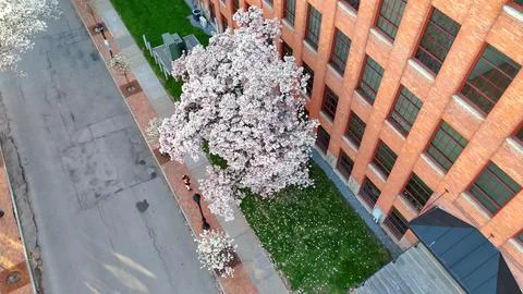 The Bloom Of - Syracuse, NY Stock-Fotos