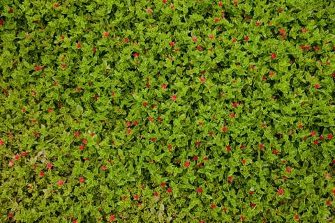 Bloom texture Stock Photos
