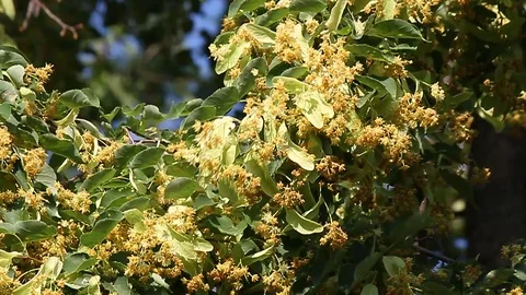 Bloom of a tree. birds Video stock 87435749