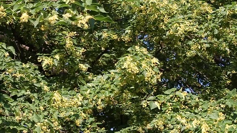 Bloom of a tree. birds Video stock 87435887