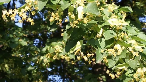 Bloom of a tree. birds song Video stock 87435812