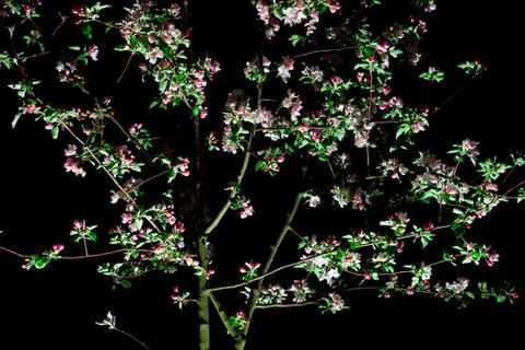 Bloom Tree on black background Stock Photos